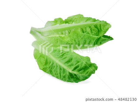 fresh baby cos,lettuce isolated on white fresh baby cos,lettuce isolated on white 48482130