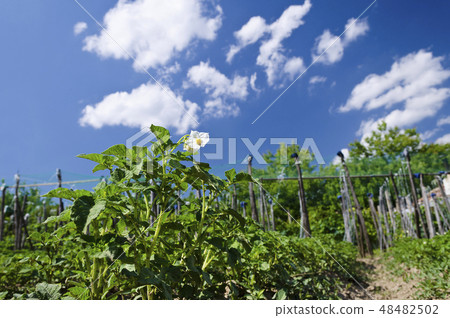 Growing bio potatoes in the northern Bulgaria Growing bio potatoes in the northern Bulgaria 48482502