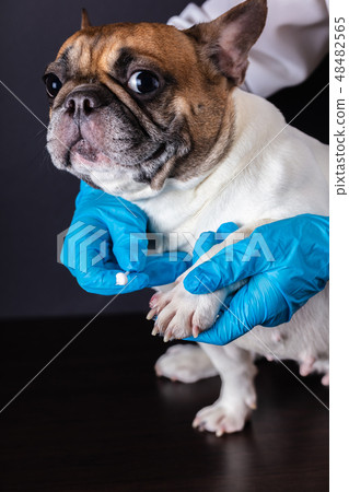 veterinarian medicine on wound paw veterinarian medicine on wound paw 48482565