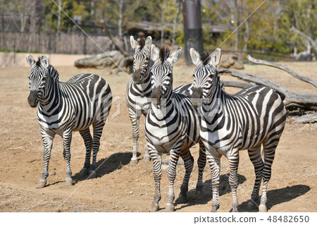 Grant Zebra 48482650