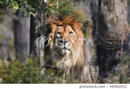 lion 48482652