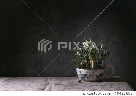 Blossom Snowdrops flowers Blossom Snowdrops flowers 48482695