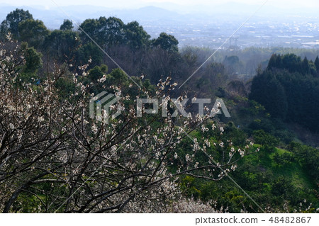 Road near the mountain where plum blooms (Sakurai City, Nara Prefecture) 48482867