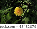 Dandelion 48482879
