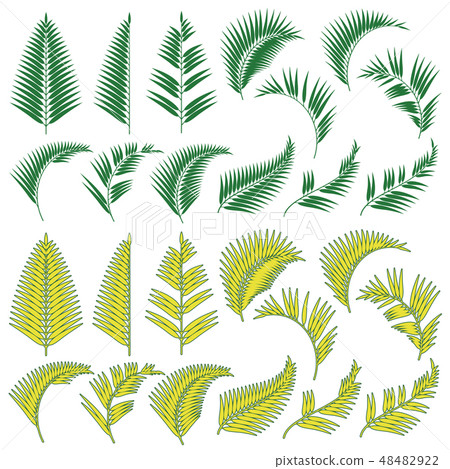 Tropical leaf Tropical leaf 48482922