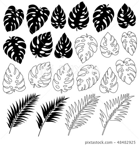 Tropical leaf - Stock Illustration [48482925] - PIXTA