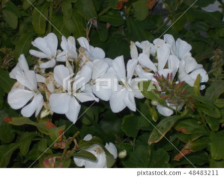 White Flowers At Sunset White Flowers At Sunset 48483211