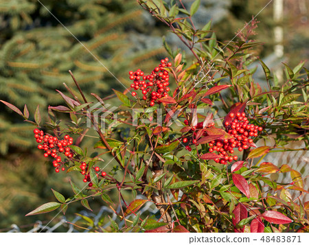 japanese sky bamboo Nandine with red berries 48483871