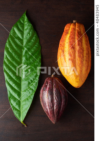 Colorful cacao theme 48483945