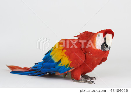 Colorful macaw parrot 48484026