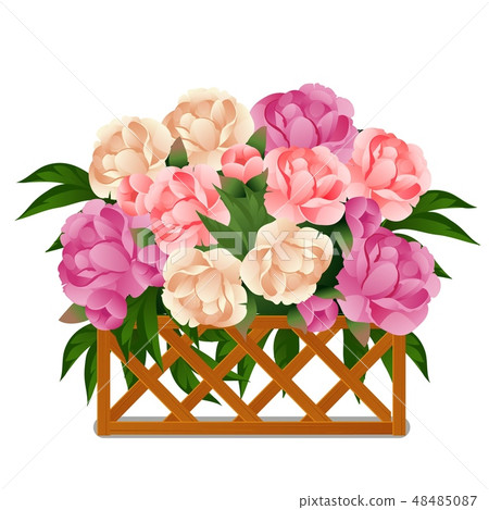 Flowering peonies behind a wooden lattice fence isolated on white background. Vector cartoon close Flowering peonies behind a wooden lattice fence isolated on white background. Vector cartoon close 48485087