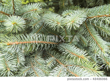 Coniferous forest. Coniferous forest. 48486066