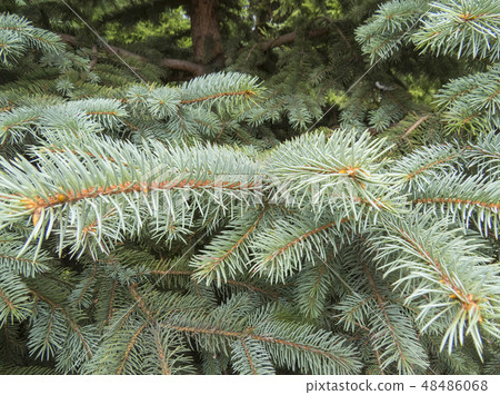 Coniferous forest. Coniferous forest. 48486068
