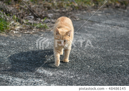 貓·流浪貓·茶老虎·男·炭寶寶·2月·晴天·走路·小貓 48486145