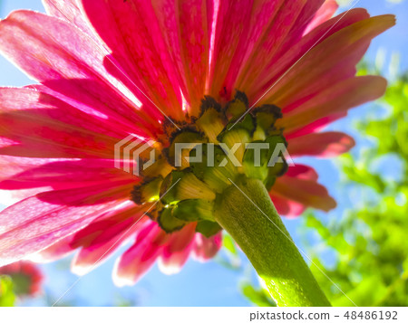 Flower zinnia 48486192