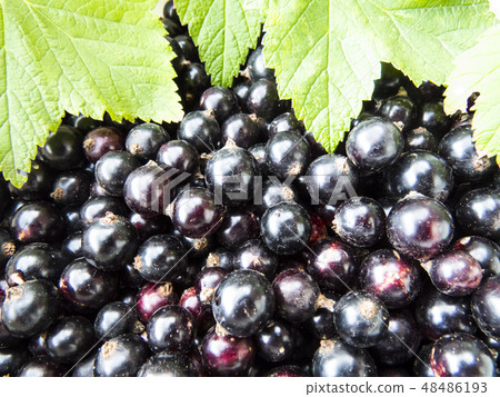 Currant close-up 48486193