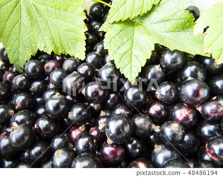 Currant close-up 48486194