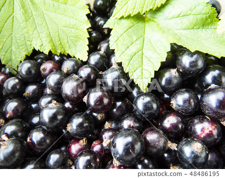 Currant close-up Currant close-up 48486195