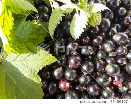 Currant close-up Currant close-up 48486197
