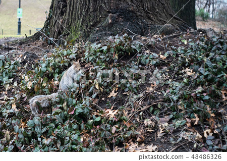 Squirrel in winter New York Central Park 48486326