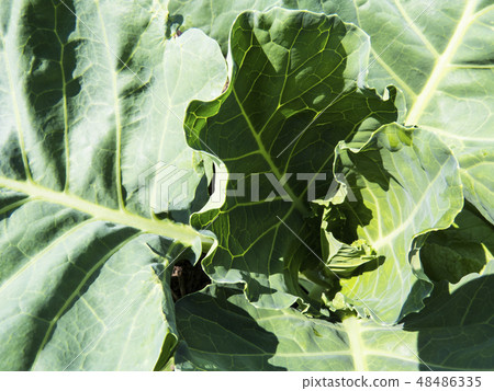 Broccoli  in growth at vegetable garden 48486335