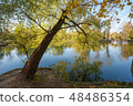 old tree by the pond 48486354