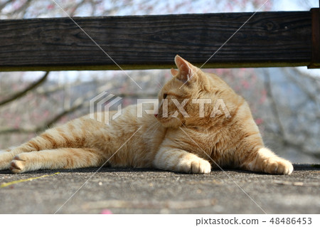 Cats, stray cats, tea tigers, char bots, male, fine weather, cute, February, sleeping, sleeping 48486453