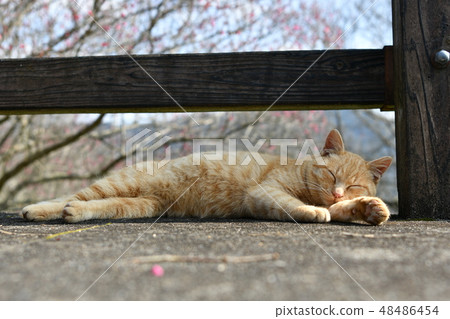 Cats, stray cats, tea tigers, char bots, male, fine weather, cute, February, sleeping, sleeping 48486454