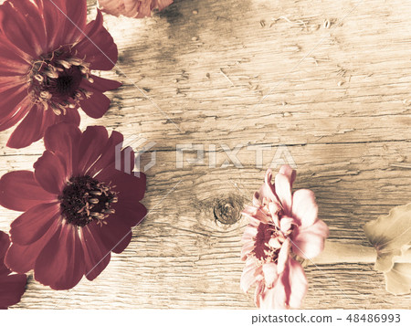 Beautiful vintage photo zinnia flowers Beautiful vintage photo zinnia flowers 48486993