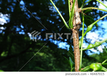 Tatejima Kamikiri 48487015