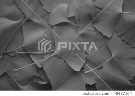 Gingko ginkgo leaf all over yellow fallen leaf closeup macro monochrome black and white exposed under unders Gingko ginkgo leaf all over yellow fallen leaf closeup macro monochrome black and white exposed under unders 48487104