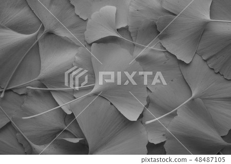 Gingko ginkgo leaf whole face yellow fallen closeup macro monochrome black and white Gingko ginkgo leaf whole face yellow fallen closeup macro monochrome black and white 48487105
