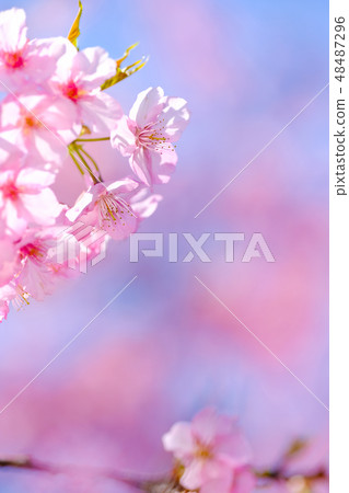 Cherry Blossoms	 48487296