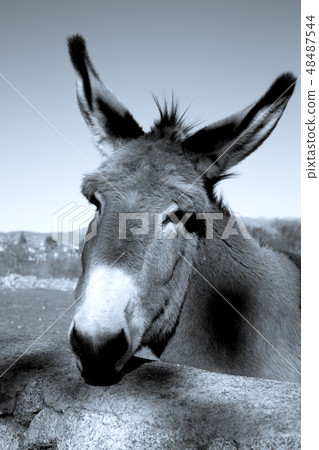 Donkey in the field. Species in extinction Donkey in the field. Species in extinction 48487544
