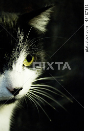 Black and white cat with immunodeficiency 48487551