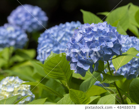藍色繡球花 藍色繡球花 48488078