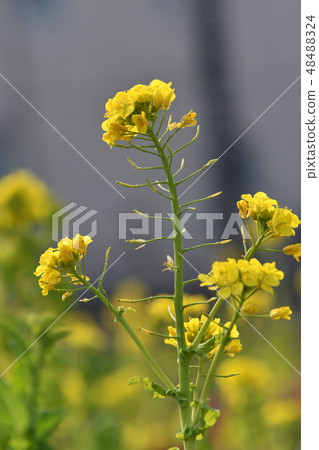 Rape blossoms Rape blossoms 48488324