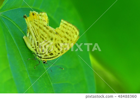 Ura Namakashi（Beakmark） 48488360