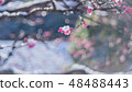 Snow and plum 48488443