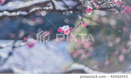 Snow and plum Snow and plum 48488443