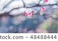 Snow and plum 48488444