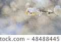 Snow and plum 48488445