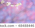 Snow and plum 48488446