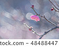 plum	 48488447