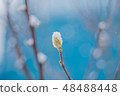 willow 48488448