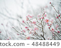 Snow and plum 48488449