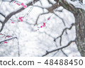 Snow and plum 48488450