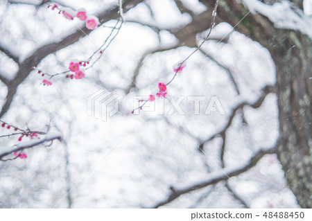 Snow and plum Snow and plum 48488450