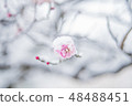 Snow and plum 48488451