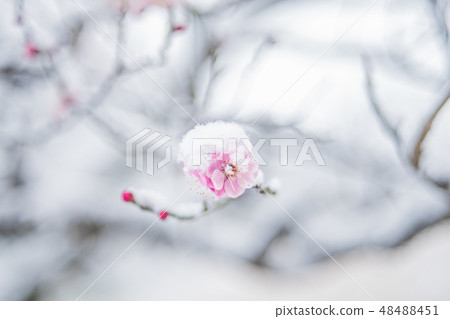 Snow and plum Snow and plum 48488451